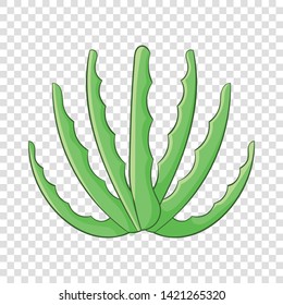 Agave icon. Cartoon illustration of agave vector icon for web