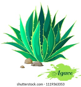 Agave image. Vector illustration.