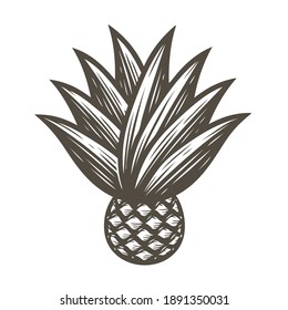 Agave with leaves symbol. Tequila ingredient vector illustration