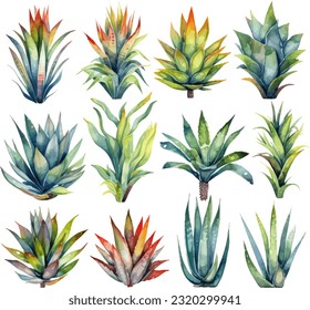 Agave Lophantha Watercolor illustration. Hand drawn underwater element design. Artistic vector marine design element. Illustration for greeting cards, printing and other design projects.