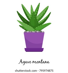 Agave montana cactus in pot isolated on the white background, vector illustration