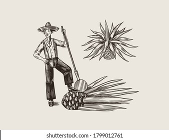 Agave Plant for Cooking tequila. Fruit and farmer and harvest. Retro poster or banner. Engraved hand drawn vintage sketch. Woodcut style. Vector illustration.