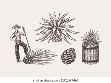Agave Plant for Cooking tequila. Fruit and farmer and harvest. Retro poster or banner. Engraved hand drawn vintage sketch. Woodcut style. Vector illustration.
