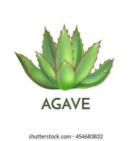 Agave Plant Green Flower Logo Colorful Vector Illustration, Symbol Set