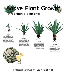 Agave plant growth stages infographic elements. Agave plant growth cycle illustration on white background. 