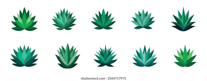 Agave Plant Illustrations and Vector Art Collection