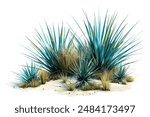 Agave plant isolated on white background.This has clipping path.