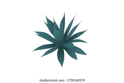 Agave plant isolated on white background.illustration vector