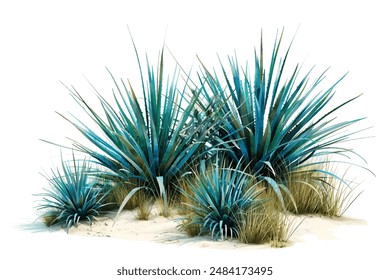 Agave plant isolated on white background.This has clipping path.