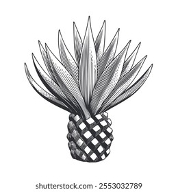 Agave plant isolated on the white background, for tequila label or menu design element. Hand drawn black and white engraving style vector illustration