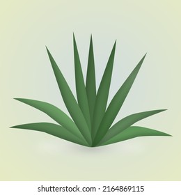 Agave plant isolated on yellow backgroungd.