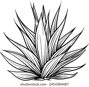 Agave plant silhouette icon in black color. Vector template design.