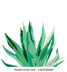 Agave plant. Vector illustration on white.