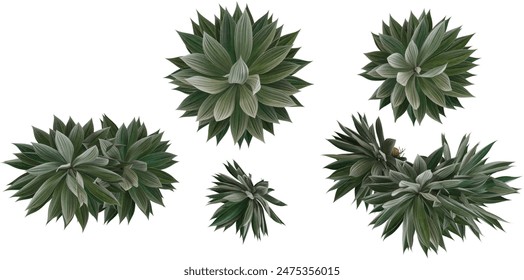 Agave plants collection with realistic style from top view