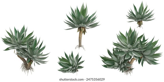 Agave plants collection with realistic style