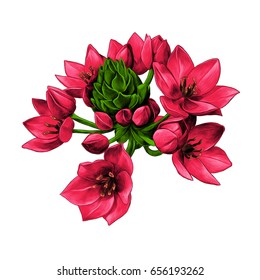 agave red flowers buds sketch vector graphics color picture