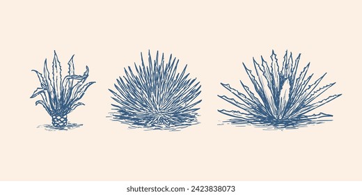 agave retro sketch illustration. Tequila plant ingredient vector