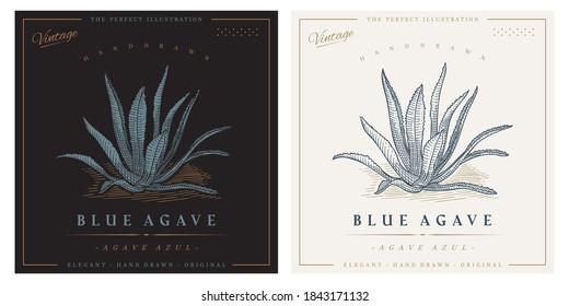 Agave Sketch Vector Isolated Illustration