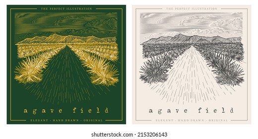 Agave Tequila Plant Field Vintage Landscape