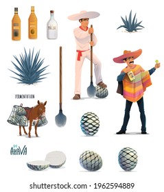 Agave tequila production vector design with cartoon blue agava cactus, tequila alcohol drink bottles and Mexican man with sombrero. Farmer jimador, donkey, agave pinas and coa machete knives