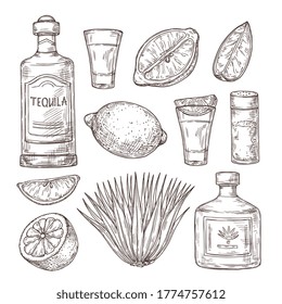 Agave tequila sketch. Vintage glass shot, bar ingredients and plant. Isolated drawing alcohol bottle, salt lemon or lime vector illustration