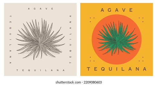 Agave tequilana - Blue agave vector illustration