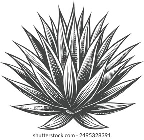 agave vector hand drawn sketch illustration