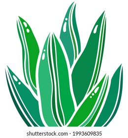 Agave vector illustration. Cute Green Succulent. House plant 