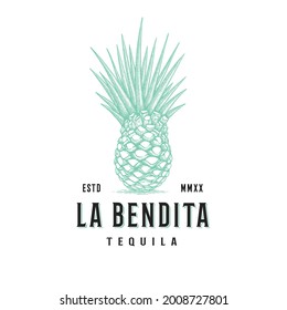 Agave vector logo design. Hand drawn agave vector isolated on white background. Vintage Tequila logo design.