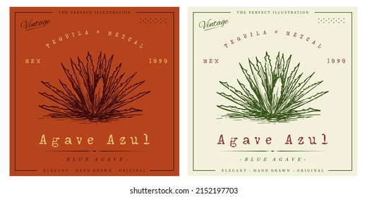 Agave Vintage Engraving Illustration For Logo Template