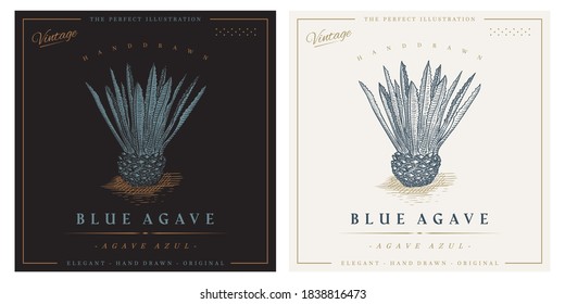 Agave Vintage Retro Detailed Engraved Style Illustration