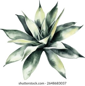 Agave Watercolor Plant  - Teal Green Succulent vector illustration