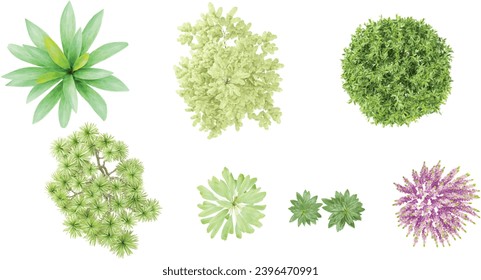 Agave,Albizzia,Calluna,Cleyera trees collection of top view isolated on transparent background