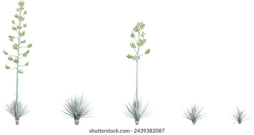 Agave-tequilana Trees isolated on white background, tropical trees isolated used for design, advertising and architecture