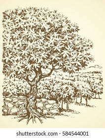 Aged autumn biblical scenic view. Rural road at lush old Ficus. Freehand outline ink hand drawn scenery sketchy in art retro doodle contour style pen on paper with space for text on sky background