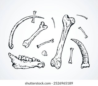 Pierna de mascota de cabra de miembro grande envejecido come parte blanca. Primer plano histórico retro bull hip inferior hunt herramienta elemento de la naturaleza. Línea dibujada a mano vieja carnero oveja cráneo logotipo de alimentos icono de dibujo de signo como hombre antiguo brazo arte de dibujos animados