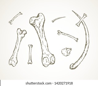 Aged large man arm limb part bony object. Close up historic healthy retro big museum artifact. Freehand line black ink drawn sign icon in antique art cartoon doodle engrave style pen on white paper