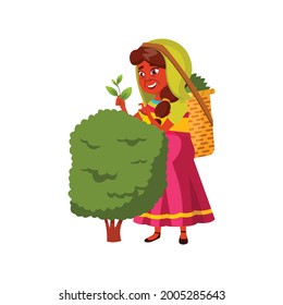 aged woman harvesting tea leaves on plantation cartoon vector. aged woman harvesting tea leaves on plantation character. isolated flat cartoon illustration