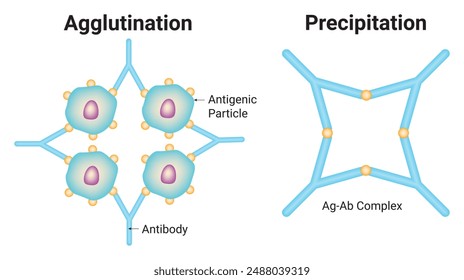 Vektorillustration des Entwurfs der Agglutination und Niederschlag-Wissenschaft