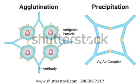 Agglutination and Precipitation Science Design Vector Illustration Diagram