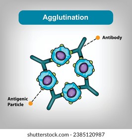 Agglutination, Der Agglutinationsprozess in immunologischen Assays bezieht sich auf den Mechanismus, durch den sich Partikel oder Zellen in Gegenwart spezifischer Antikörper oder Antigene zusammenklammern. Vektorgrafik