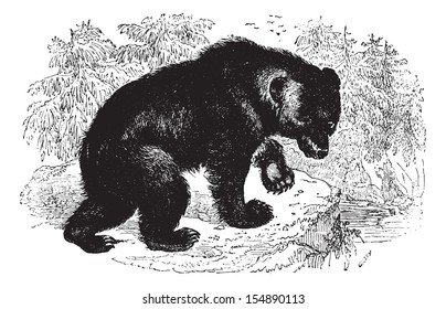 Aggressive Bear in forest, vintage engraved illustration. Animaux Sauvages et Domestiques - For kids - 1892.