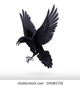 Aggressive black raven isolated on white background 