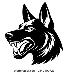 An aggressive German Shepherd Dog head in Attack on white background.