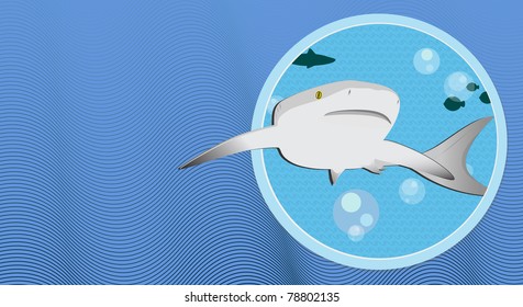Aggressive shark under water