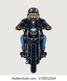 Aggressive tiger head biker in helmet riding motorcycle in vintage style isolated vector illustration