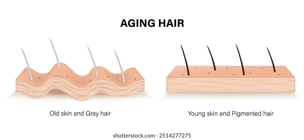 Aging hair. Old skin and gray hair with Young skin and pigmented hair. Due to increasing age Hair becomes gray due to the loss of melanin. aging process.