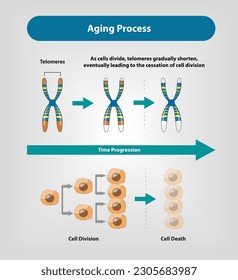 Proceso de envejecimiento, a medida que las células se dividen, los telómeros se acortan gradualmente, lo que eventualmente conduce al cese de la división celular