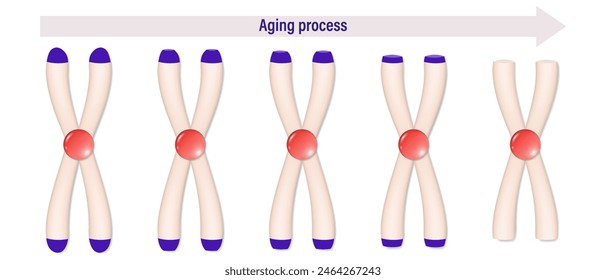 Aging process. Chromosomes shorten every time a cell divides. Telomeres become shortened.
