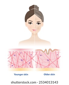 Comparação do processo de classificação por vencimento. A diferença entre pele mais jovem e mais velha na mulher face ilustração vetorial. Seção transversal de colagênio de alta e baixa densidade, fibras de elastina e fibroblastos na derme.